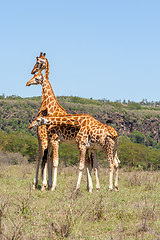 Image showing three giraffes herd in savannah