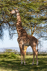 Image showing giraffe on a background of grass