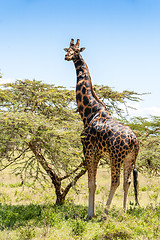 Image showing giraffe on a background of grass