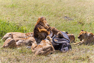 Image showing Lions Feeding