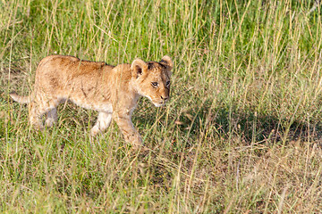 Image showing lion cub on the plains Kenya