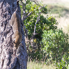 Image showing Leopard in big tree