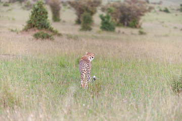 Image showing cheetah