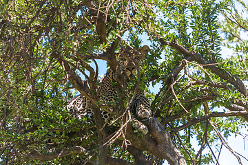 Image showing Leopard in big tree