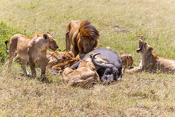 Image showing Lions Feeding