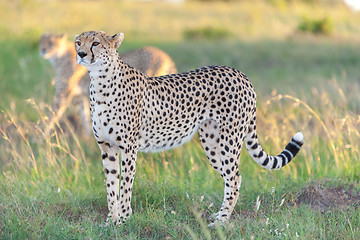 Image showing cheetah