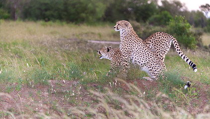 Image showing The two cheetahs