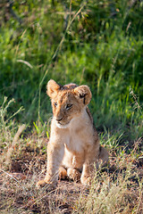 Image showing lion cub on the plains Kenya