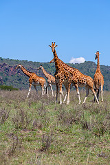 Image showing Giraffes herd in savannah