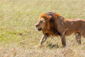 Image showing lion close up against grass background