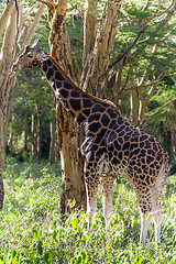 Image showing giraffe on a background of grass