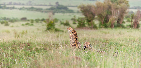 Image showing The two cheetahs