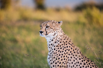 Image showing cheetah