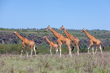 Image showing Giraffes herd in savannah