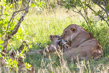 Image showing lion cub on the plains Kenya. mother with her baby