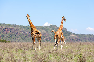 Image showing Three Giraffes herd in savannah