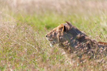 Image showing Young lioness on savanna grass background