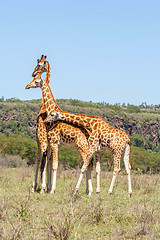 Image showing three giraffes herd in savannah