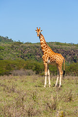 Image showing giraffe on a background of grass