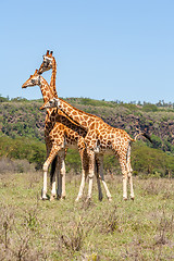 Image showing three giraffes herd in savannah