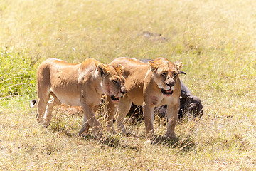 Image showing Lions Feeding