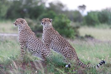 Image showing The two cheetahs