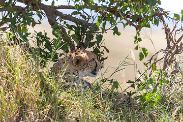 Image showing cheetah