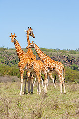 Image showing three giraffes herd in savannah