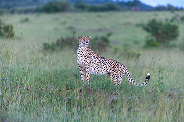 Image showing cheetah