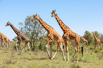 Image showing Giraffes herd in savannah