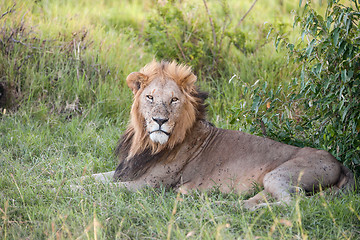 Image showing lion close up against green grass background