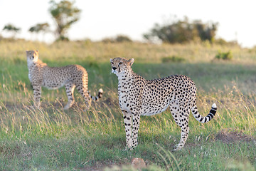 Image showing The two cheetahs