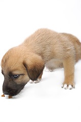 Image showing Puppy