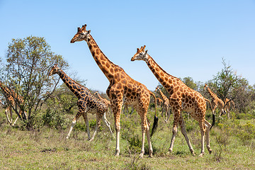 Image showing Giraffes herd in savannah