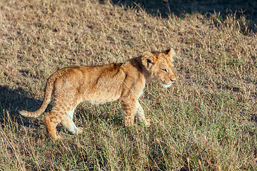 Image showing lion cub on the plains Kenya