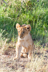 Image showing lion cub on the plains Kenya