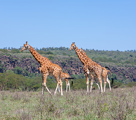 Image showing Giraffes herd in savannah