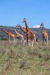 Image showing Giraffes herd in savannah