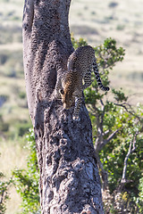 Image showing Leopard in big tree