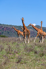 Image showing Giraffes herd in savannah