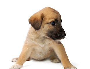 Image showing Puppy