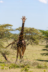 Image showing giraffe on a background of grass