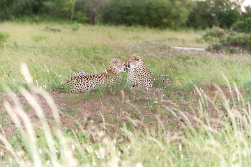 Image showing The two cheetahs