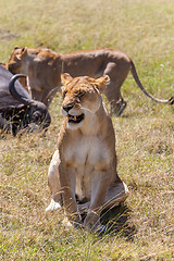 Image showing Lions Feeding