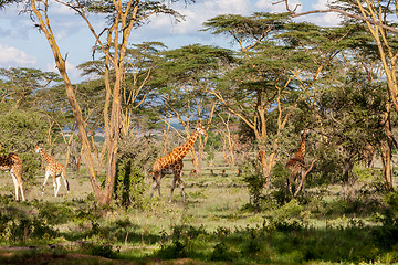 Image showing Giraffes herd in savannah