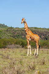 Image showing giraffe on a background of grass