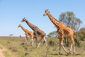 Image showing Giraffes herd in savannah