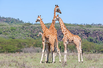Image showing Giraffes herd in savannah