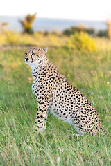 Image showing cheetah