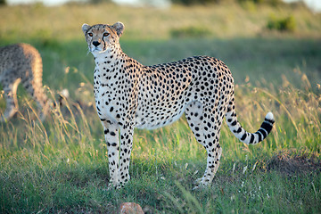 Image showing cheetah